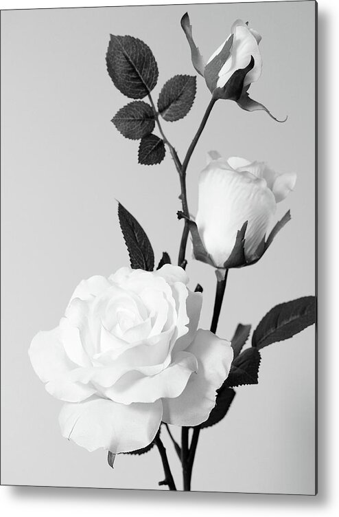 White Roses No.2 Metal Print featuring the photograph white roses No.2 by Tom Druin