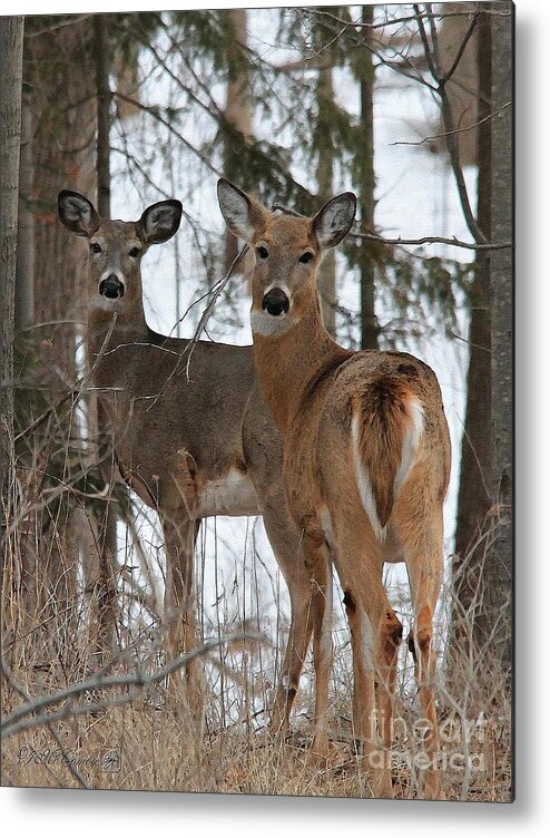 Mccombie Metal Print featuring the painting White-Tailed Deer by J McCombie