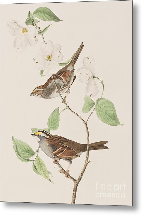 Audubon Metal Print featuring the painting White throated Sparrow by John James Audubon