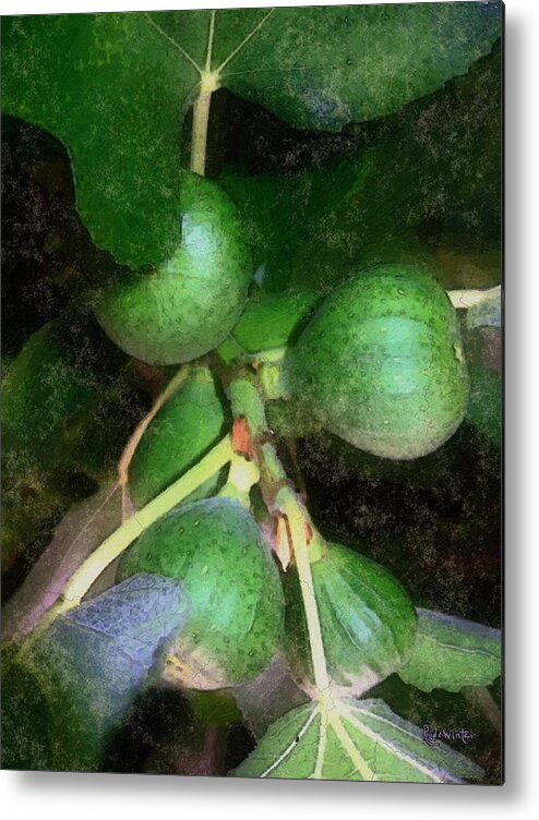 Fig Tree Metal Print featuring the digital art Who Gives a Fig by RC DeWinter