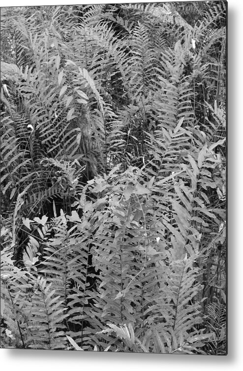 Black Metal Print featuring the photograph Wild Florida Ferns by Juergen Roth