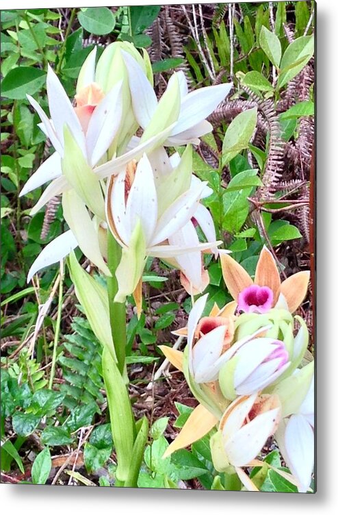 Wild Orchids Pastel 2 Flowers Of Aloha Metal Print featuring the photograph Wild Orchids in Pastel 2 by Joalene Young