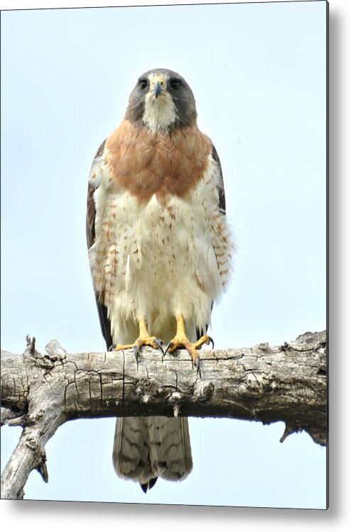 Hawk Metal Print featuring the photograph Wild Red Tail Hawk by Amy McDaniel