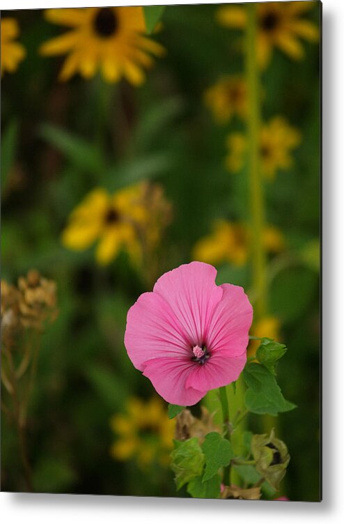 Flowers Metal Print featuring the photograph Wildflowers by Dorothy Lee