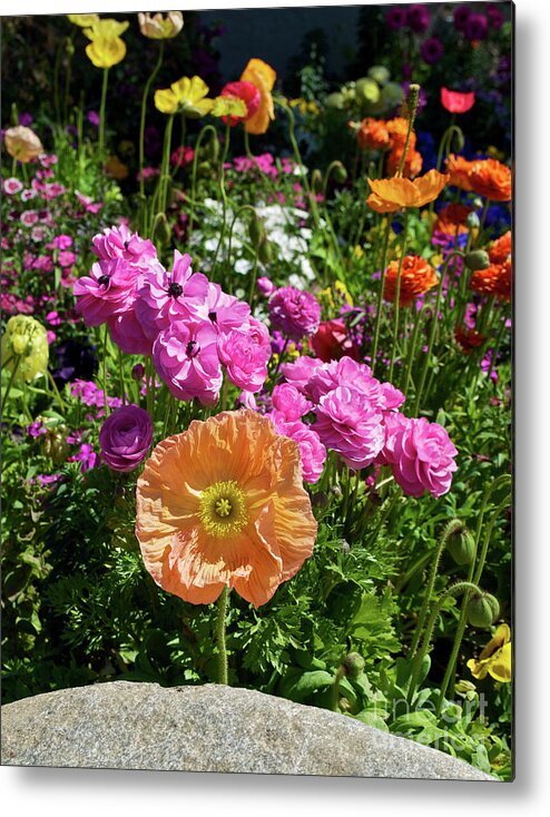Flower Metal Print featuring the photograph Winter Flowers by Gwyn Newcombe