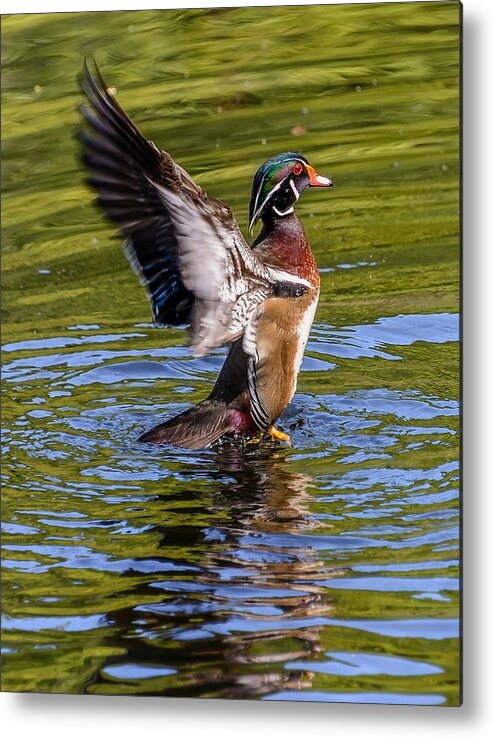 Wood Metal Print featuring the photograph Wood Duck Flapping by Jerry Cahill