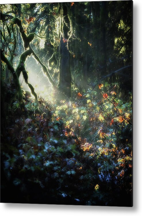 Forest Metal Print featuring the photograph Woodland Mystery by Lynn Wohlers