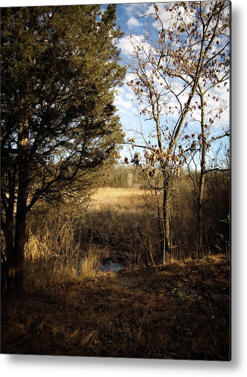  Metal Print featuring the photograph Woodland View by Kimberly Mackowski