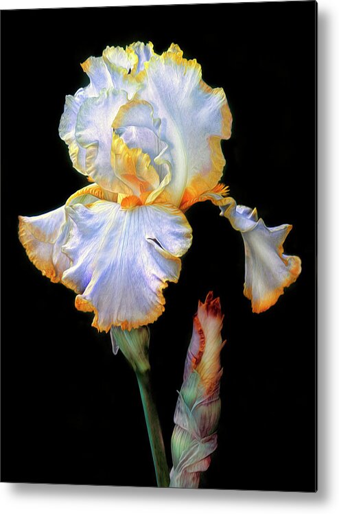 Iris Metal Print featuring the photograph Yellow and White Iris by Dave Mills