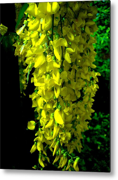 Flowers Metal Print featuring the photograph Yellow Falls by Roberto Alamino