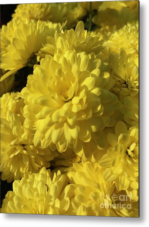 Yellow Mums Metal Print featuring the photograph Yellow Mums by CAC Graphics