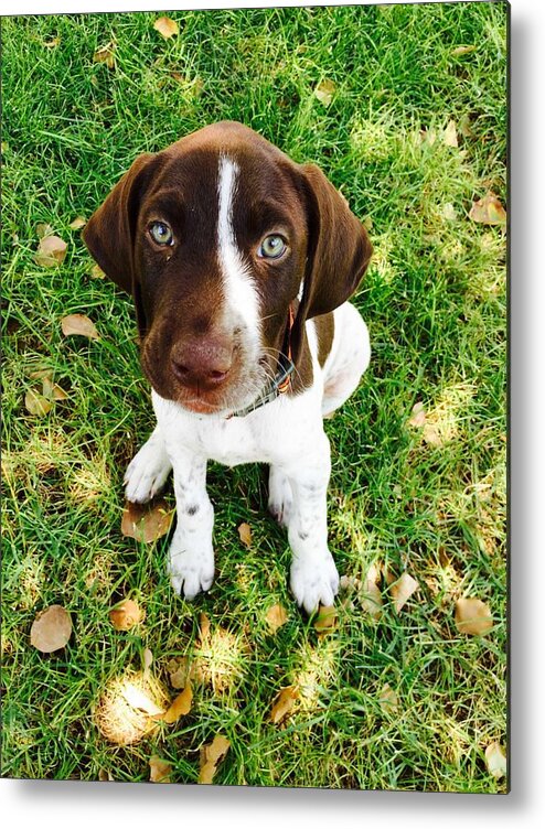 Pup Metal Print featuring the photograph Young Blue Eyes by Donna Spadola