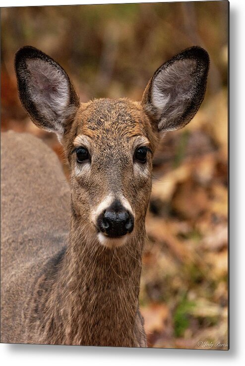 Nature Metal Print featuring the photograph Doe a Deer #1 by Jody Partin