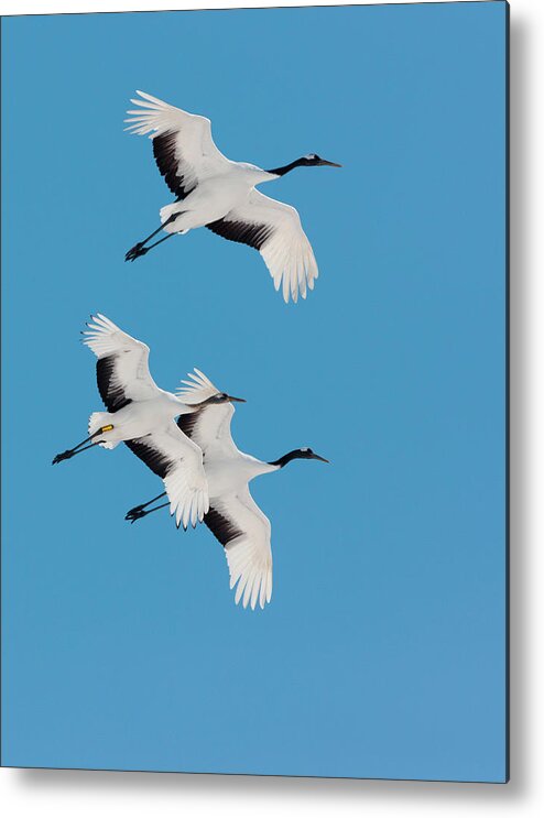 Hokkaido Metal Print featuring the photograph Japanese Cranes, Hokkaido, Japan #1 by Mint Images/ Art Wolfe