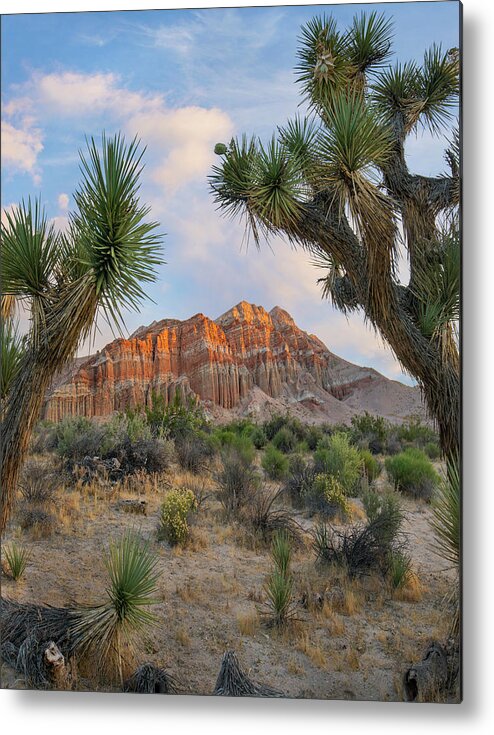 00571642 Metal Print featuring the photograph Joshua Tree And Cliffs, Red Rock Canyon State Park, California #1 by Tim Fitzharris