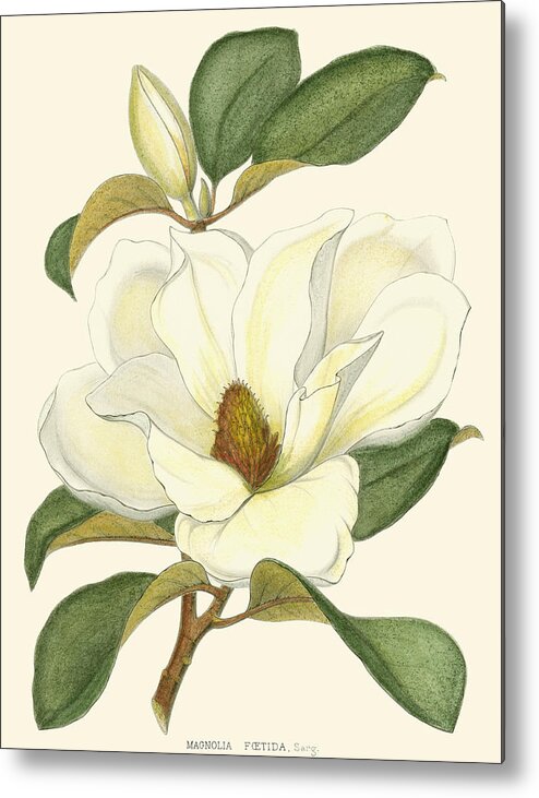 Landscapes & Seascapes Metal Print featuring the painting Magnolia #1 by John Silva