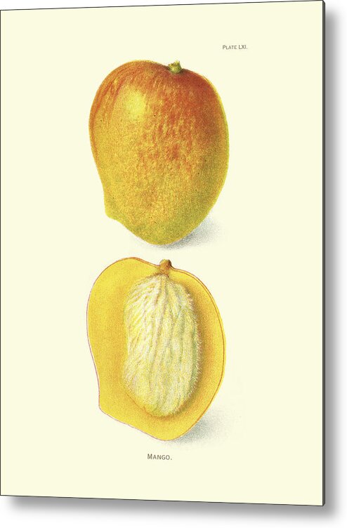 Botanical & Floral Metal Print featuring the painting Mango #1 by Unknown