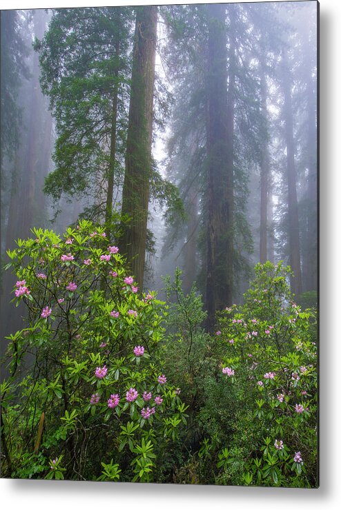00571630 Metal Print featuring the photograph Rhododendron And Coast Redwoods In Fog, Redwood National Park, California #1 by Tim Fitzharris