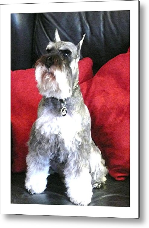Schnauzer Metal Print featuring the photograph Riley H. - 2019 by David Horning