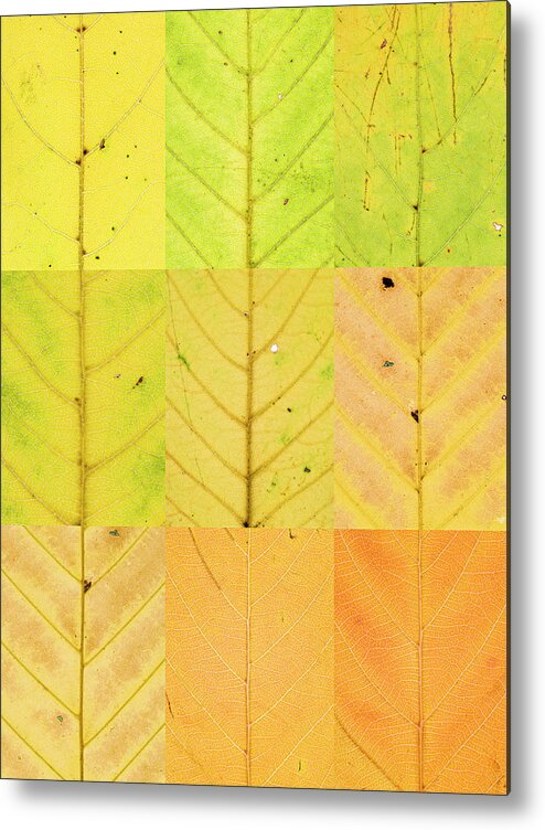Swatch Metal Print featuring the photograph Swatches - Autumn Leaves inspired by Gerhard Richter #12 by Shankar Adiseshan