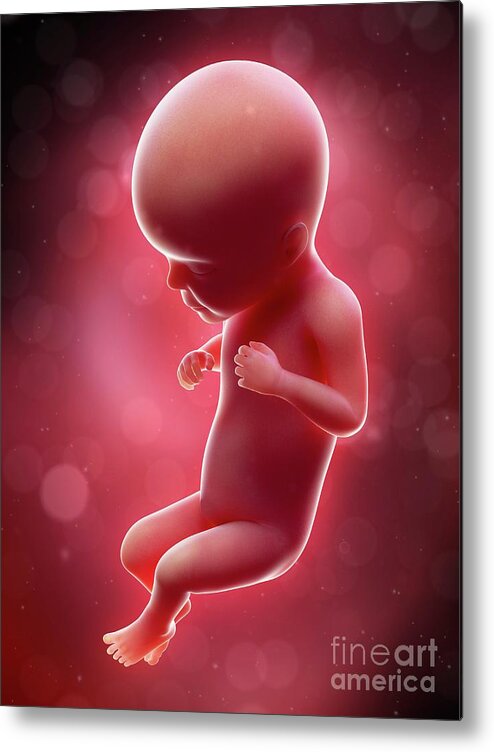 Development Metal Print featuring the photograph Illustration Of A Human Foetus #124 by Sebastian Kaulitzki/science Photo Library