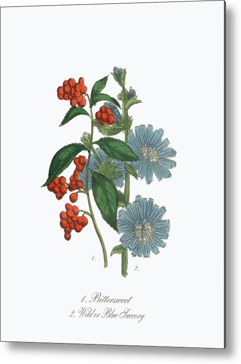 White Background Metal Print featuring the digital art Victorian Botanical Illustration Of #6 by Bauhaus1000