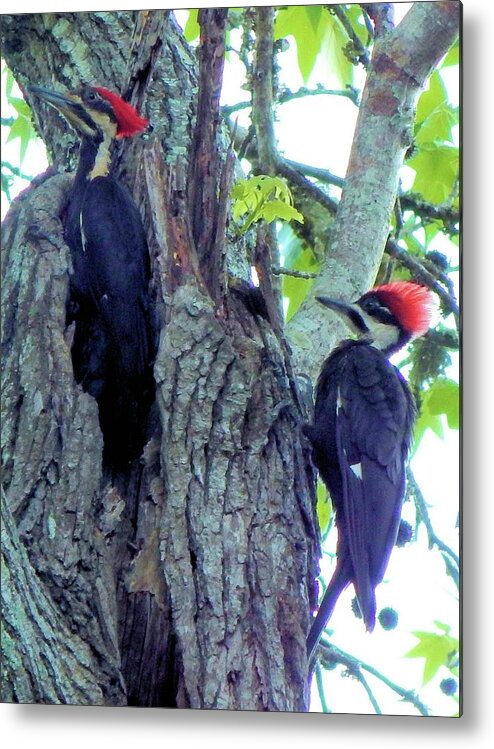 Birds Metal Print featuring the photograph A Pair of Pileated Woodpeckers by Karen Stansberry