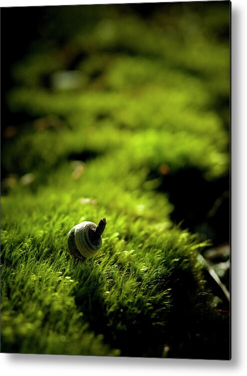 Tranquility Metal Print featuring the photograph Acorn On Green Moss by Masahiro Makino
