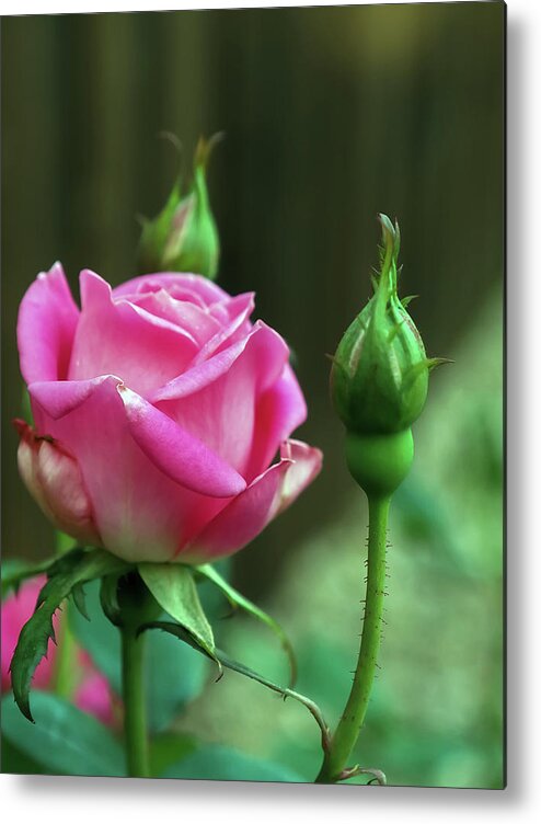 Pink Metal Print featuring the photograph April Flowers 4 by C Winslow Shafer