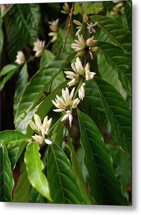 Bud Metal Print featuring the photograph Arabica Coffee Tree In Bloom by Creativei