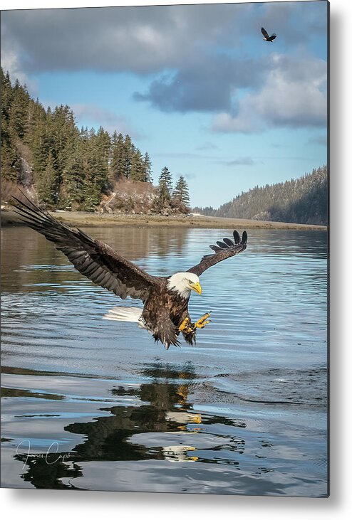Alaska Metal Print featuring the photograph Bald Eagle Fishing in Sadie Cove by James Capo