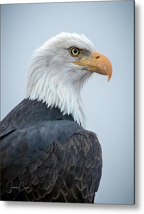 Alaska Metal Print featuring the photograph Bald Eagle Profile by James Capo