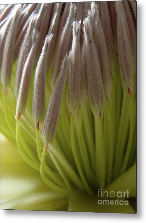 Banksia Metal Print featuring the photograph Banksia Close up by Christy Garavetto