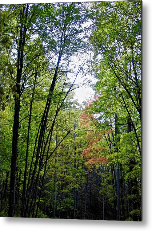 Trees Metal Print featuring the photograph Beginning of Autumn by Kathy Ozzard Chism