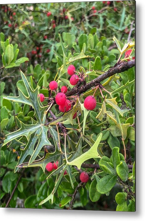 Landscape Photography Metal Print featuring the photograph Berries by Kelly Thackeray