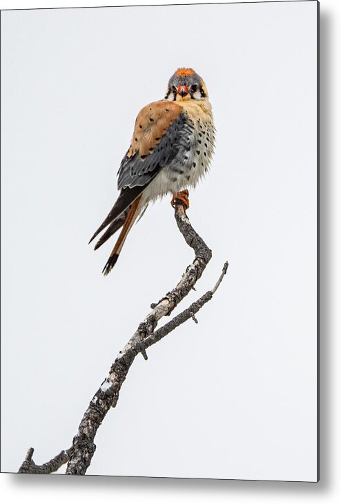 Bird Metal Print featuring the photograph Birds Eye View by Debbie Hunt