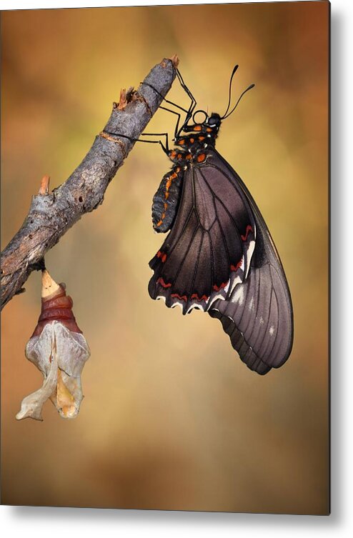 Butterfly Metal Print featuring the photograph Birth Of A Swallowtail by Jimmy Hoffman