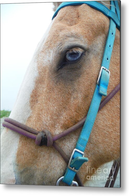 Horse Metal Print featuring the photograph Blue Eyed Horse by Paddy Shaffer