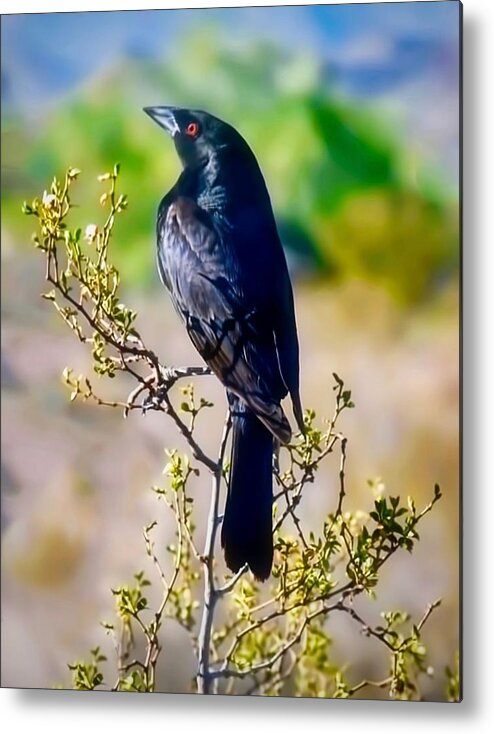 Arizona Metal Print featuring the photograph Bronzed Cowbird on Creosote by Judy Kennedy