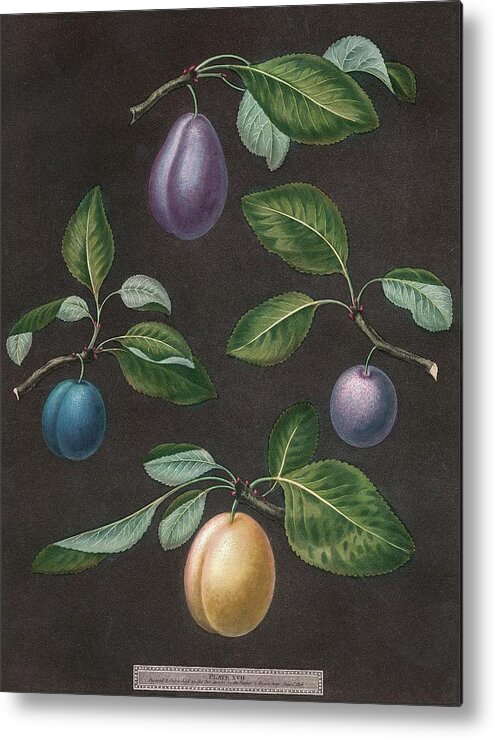Botanical & Floral Metal Print featuring the painting Brookshaw Plums by George Brookshaw