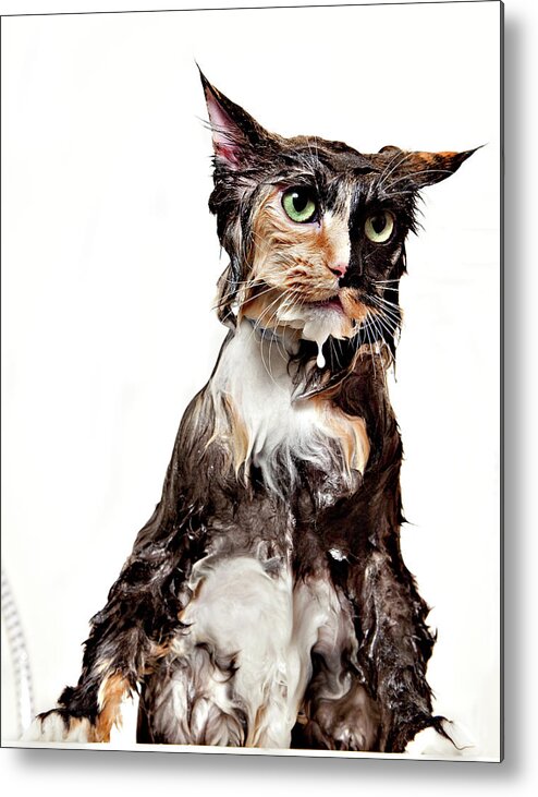 White Background Metal Print featuring the photograph Calico Wet Cat Isolated by Debbismirnoff