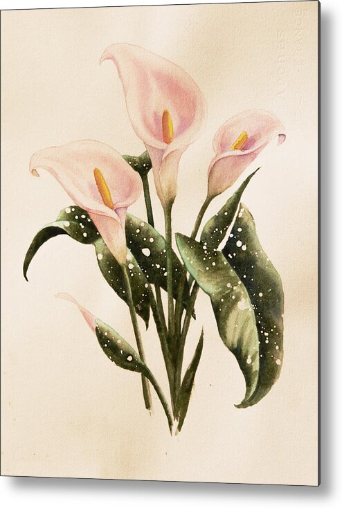 Floral Metal Print featuring the painting Calla Lilys by Heidi E Nelson