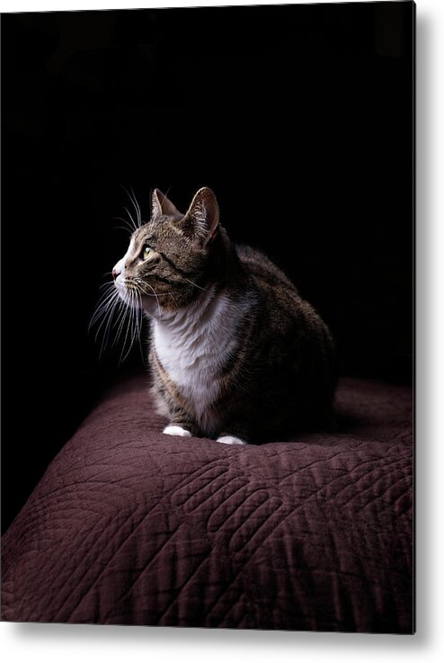Pets Metal Print featuring the photograph Cat On Bed, Close-up by Matt Carr