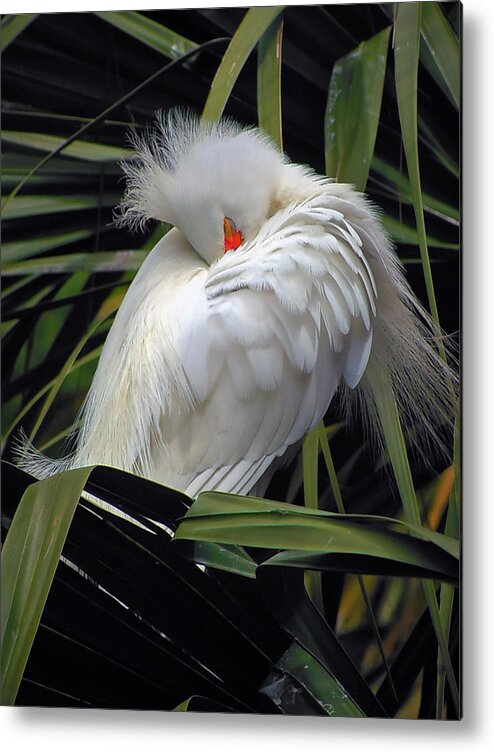 Egret Metal Print featuring the photograph Catching the Red Eye by Michael Allard