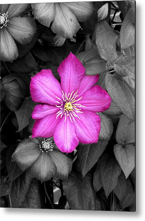 Clematis Vine Metal Print featuring the photograph Clematis Color Spot by Mike McBrayer