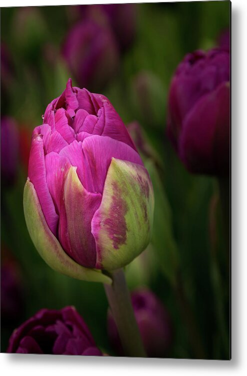 Closed Pink Tulip Metal Print featuring the photograph Closed Pink Tulip by Jean Noren