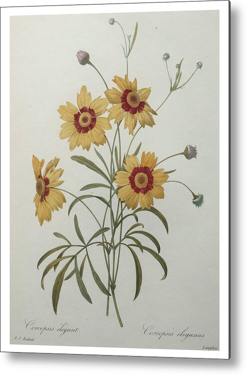 Redoute Metal Print featuring the painting Coreopsis or Tickseed by Pierre-Joseph Redoute