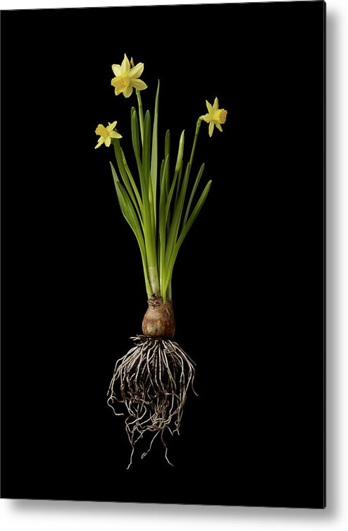 Black Background Metal Print featuring the photograph Daffodil Plant On Black Background by William Turner