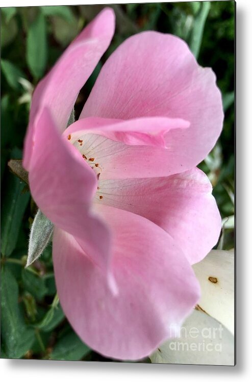 Flower Metal Print featuring the photograph Delicate Pink by Eunice Warfel