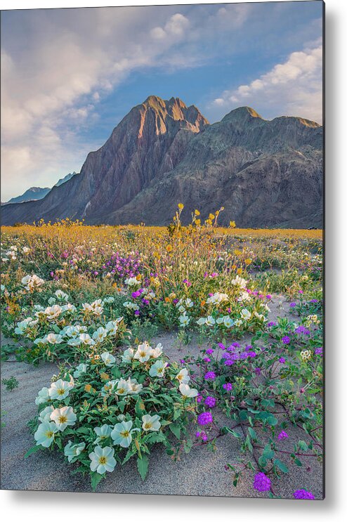 00568193 Metal Print featuring the photograph Desert Sand Verbena, Desert Sunflower, And Desert Lily Spring Bloom, Anza-borrego Desert State Park, California by Tim Fitzharris